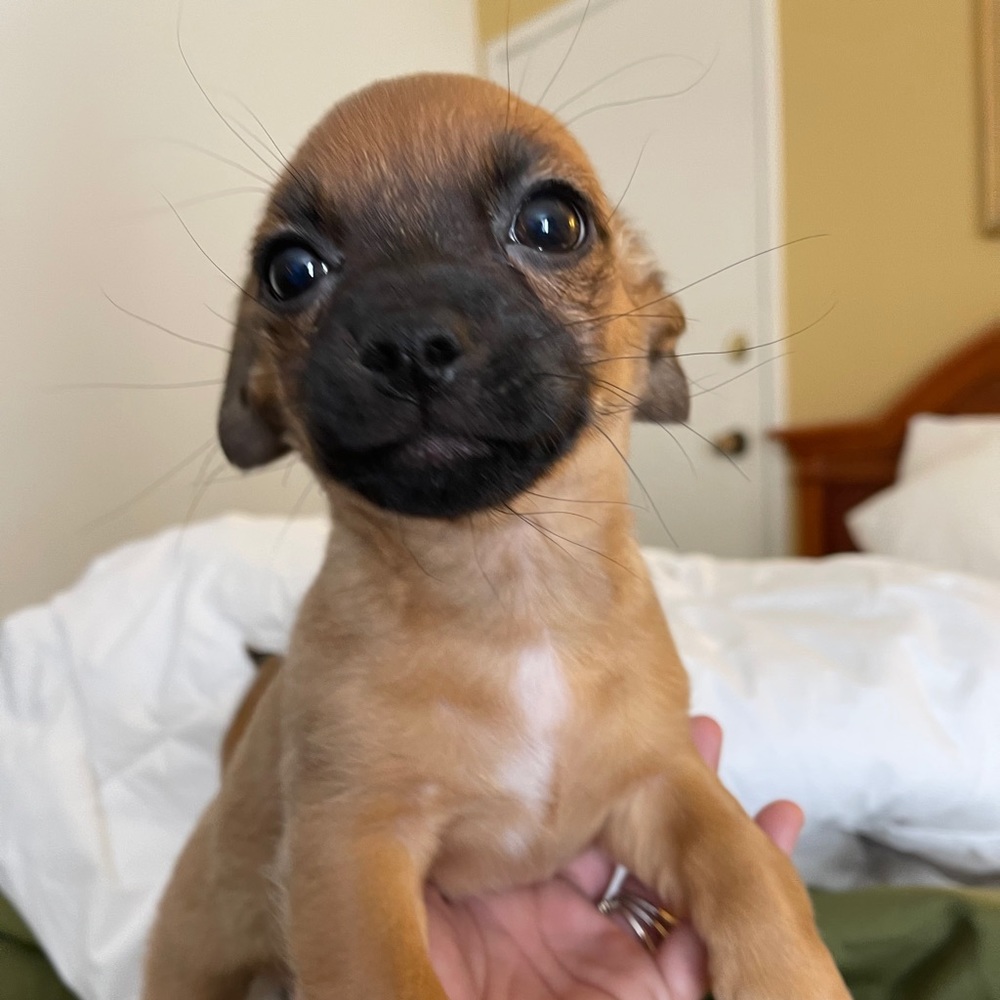Meet your Posher, Steevi